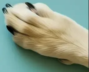 Purina One kapsičky pre psy