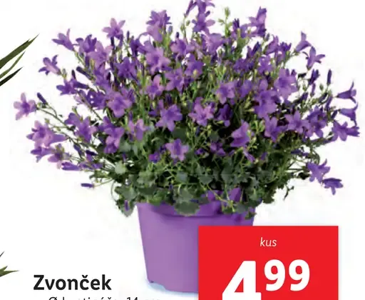 Zvonček