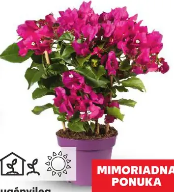 Bugénvilea Purple