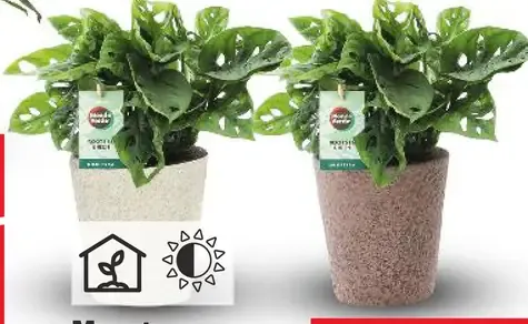 Monstera Monkey Leaf v keramickom kvetináči