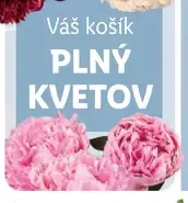 Kaktus