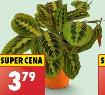 Maranta leuconeura