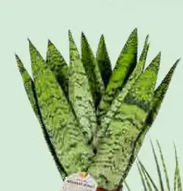 Sansevieria