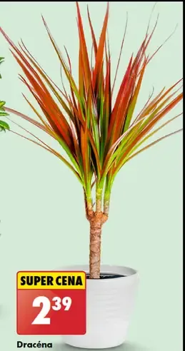 Dracéna marginata