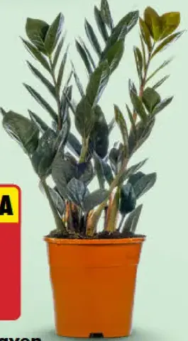 Zamioculcas raven