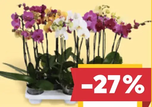 Kaskádová orchidea