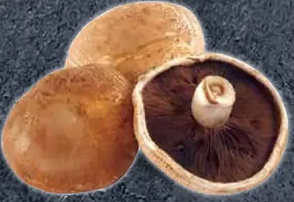 Šampiňóny Portobello