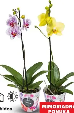Orchidea 1-výhonková v dekoratívnom kvetináči