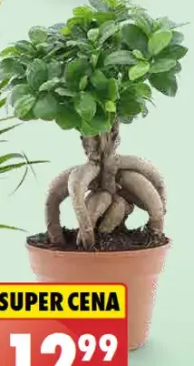 Fikus ginseng