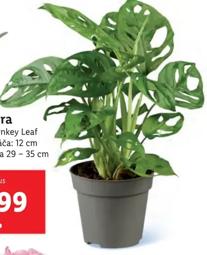 Monstera Monkey Leaf