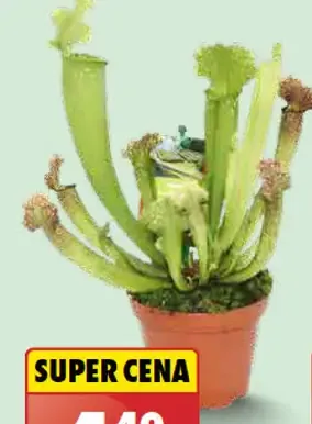 Stefanotis