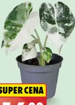 Alokázia Frydek variegata