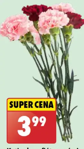 Kytica karafiátov prémiová