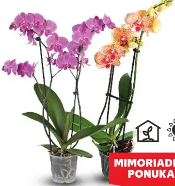Orchidea 2-výhonková