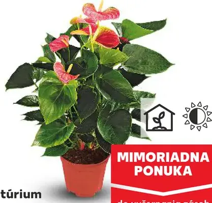 Antúrium Andreanovo