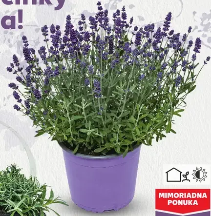 Levanduľa úzkolistá