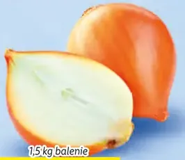 Cibuľa