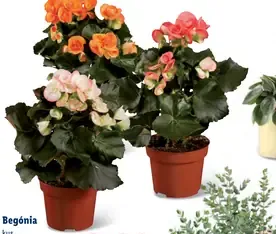 Begónia