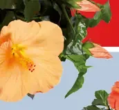 Fikus