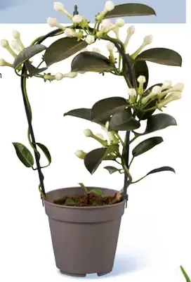 Kalanchoe v krhličke