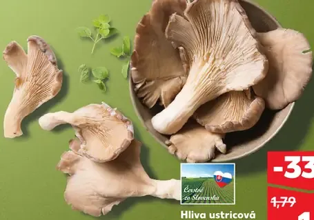 Hliva ustricová