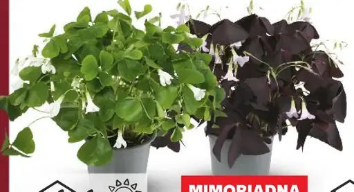 Kyslička obyčajná alebo trojhranná (Oxalis)