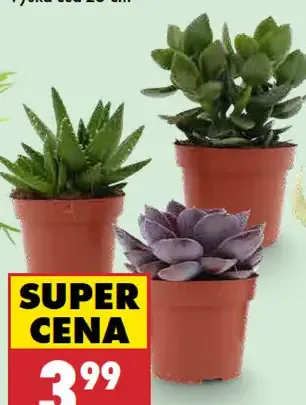 Sukulenty v kvetináči