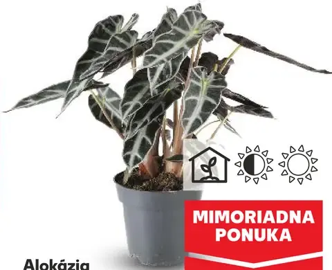 Alokázia Bambino Arrow
