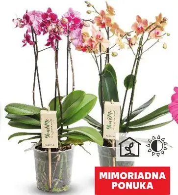 Orchidea 3-výhonková