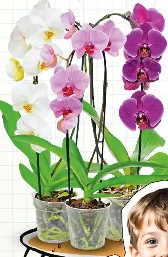 Orchidea Cascade