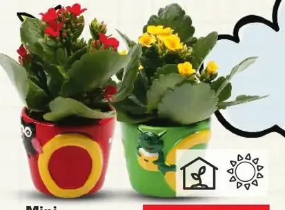 Mini kalanchoe v keramickom kvetináči