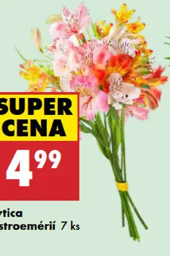 Kytica alstromérií