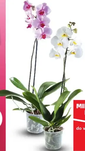 Orchidea