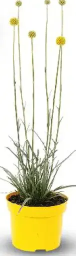 Kraspédia