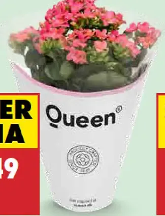 Kalanchoe queen