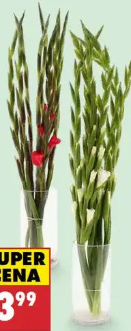 Kytica gladiol
