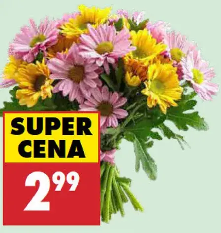 Kytica chryzantém