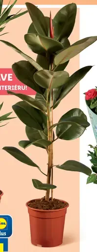 Ruža Lovely Roses