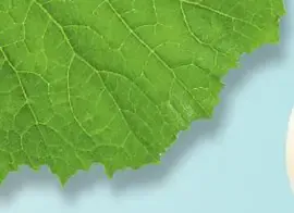 Melón Dino