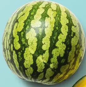 Dyňa žltá