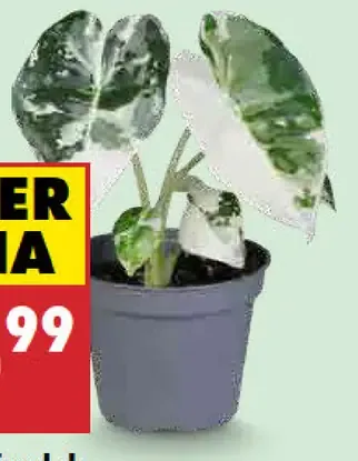 Alokázia Frydek variegata