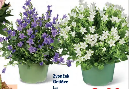 Zvonček GetMee