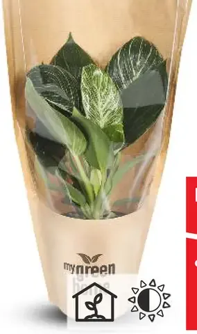 Filodendron
