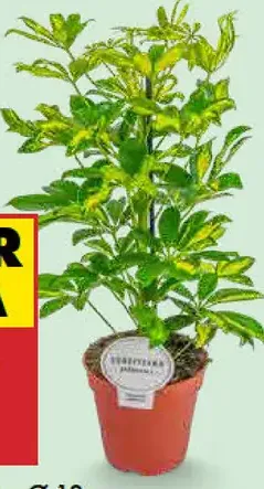 Schefflera mix
