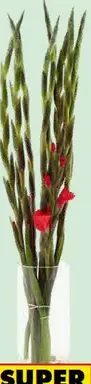 Kytica gladiola