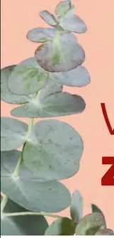 Eukalyptus