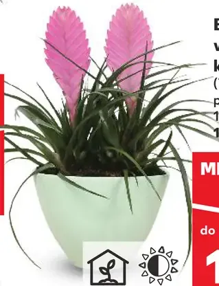 Bronélia v keramickom kvetináči