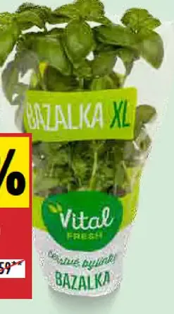 Vital Fresh Bazalka XL