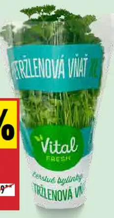 Vital Fresh Petržlen XL