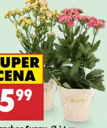 Kalanchoe Sunny